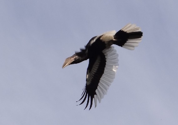 Black-and-White Casqued Hornbill
