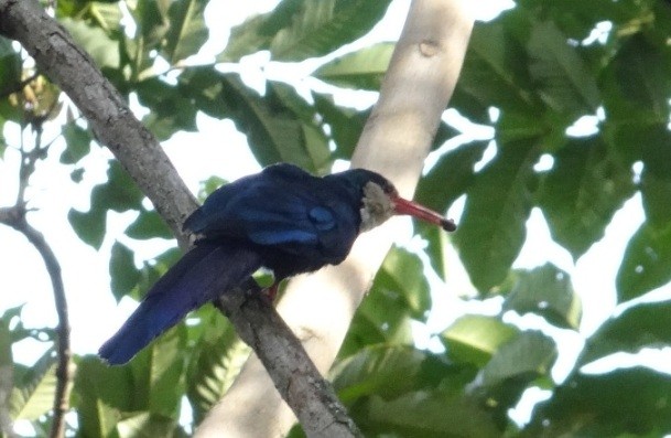 White-headed Wood-hoopoe feeding