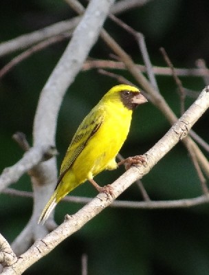 Black-faced Canary singing