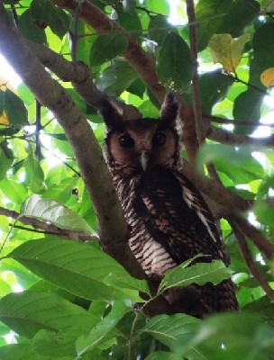 one of a pair in gallery forest