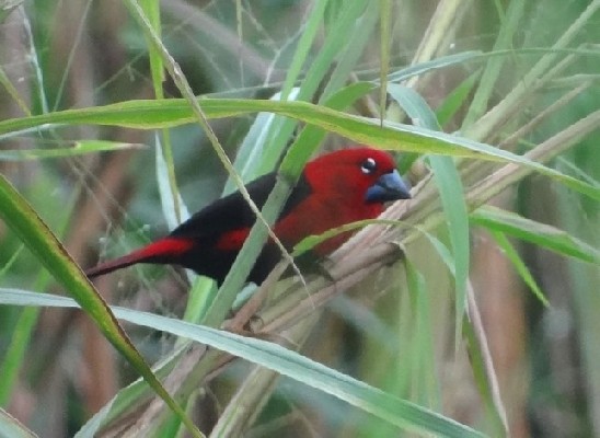 Black-bellied Seedcracker nesting near a marsh