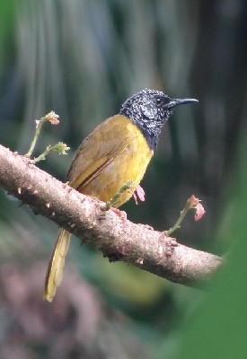 Oriole Warbler ad singing