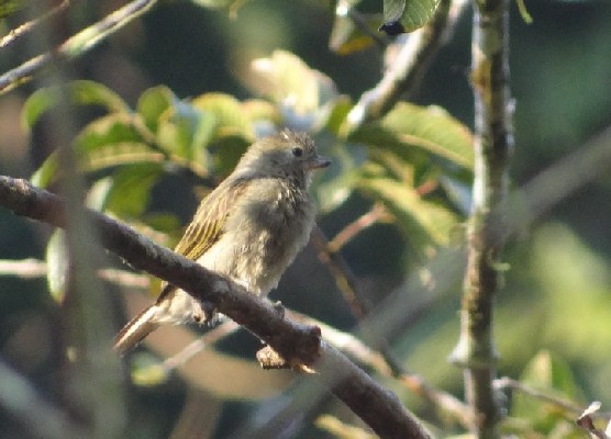 Willcocks's Honeyguide, adult