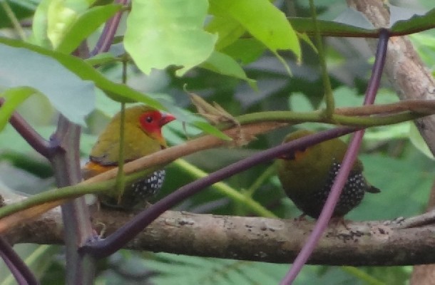 Pair of Green Twinspots