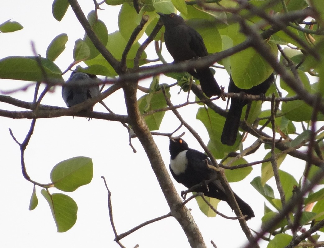 Small group of White-collared Starlings