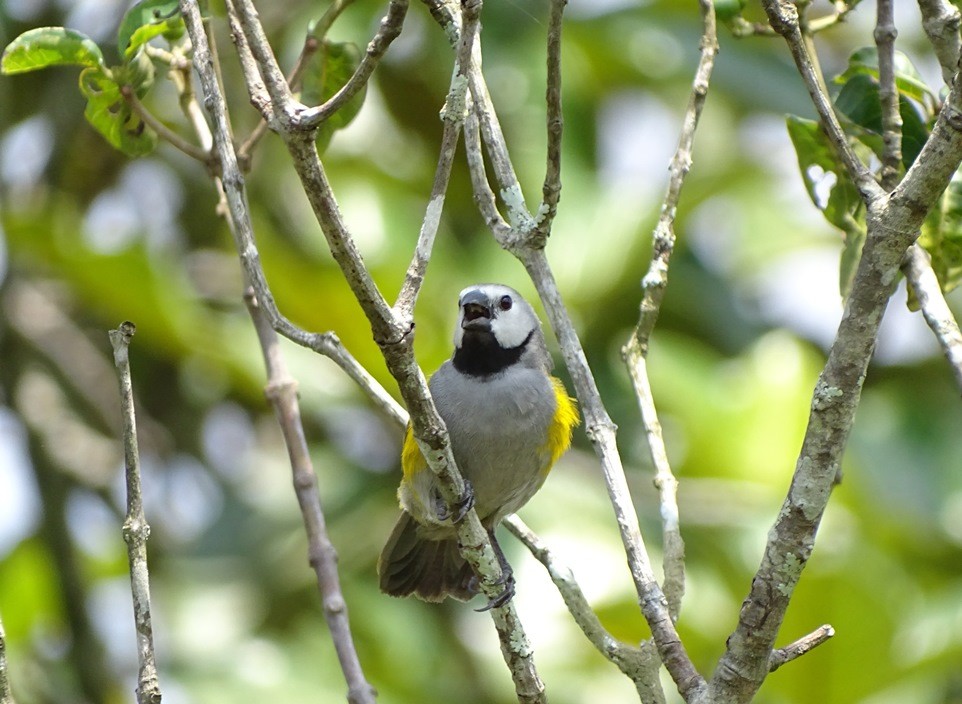 Adult Grey-headed Oliveback