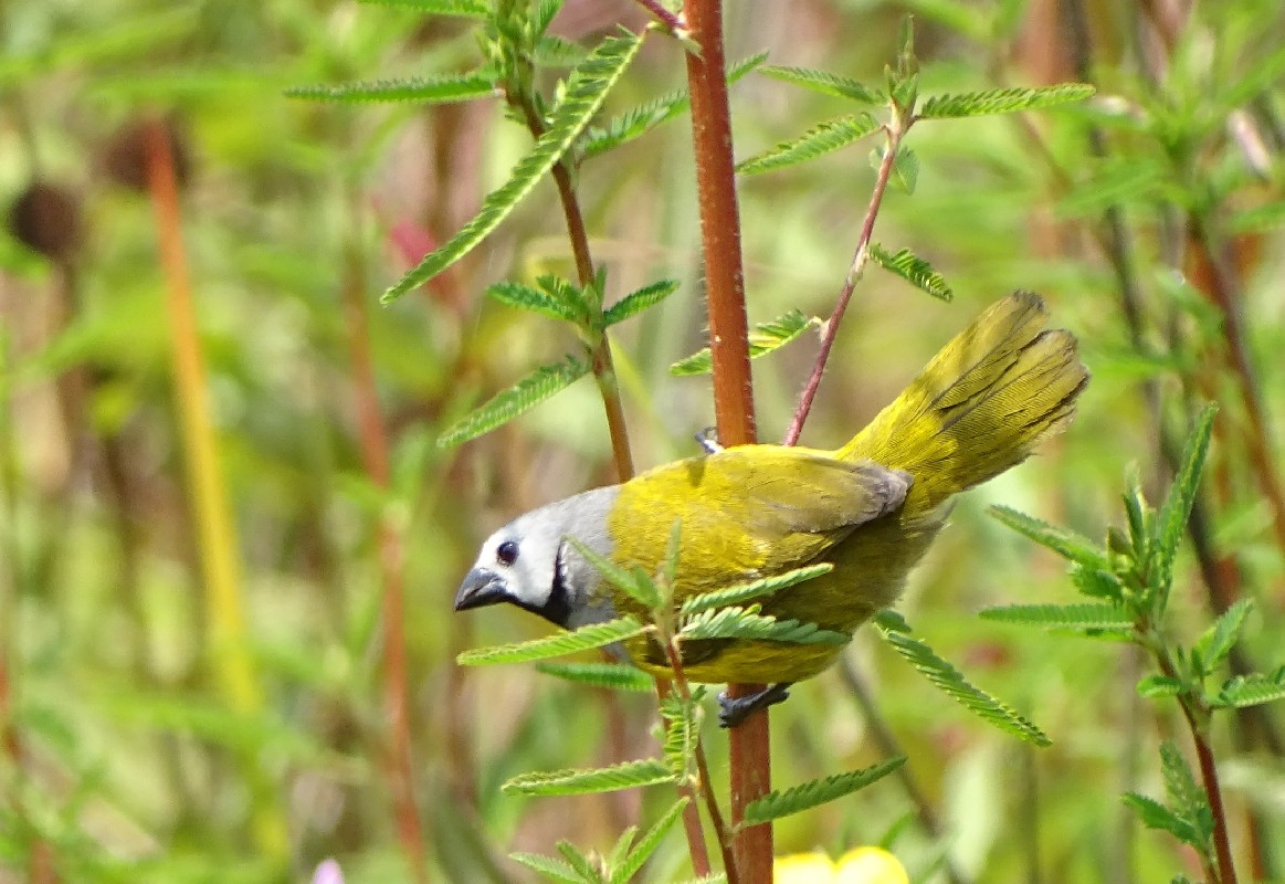 Adult Grey-headed Oliveback