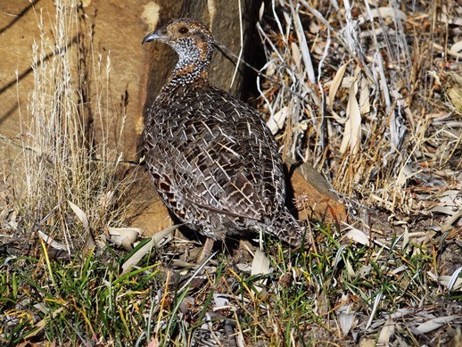 Grey-winged Francolin