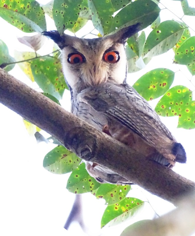 White-faced Owl