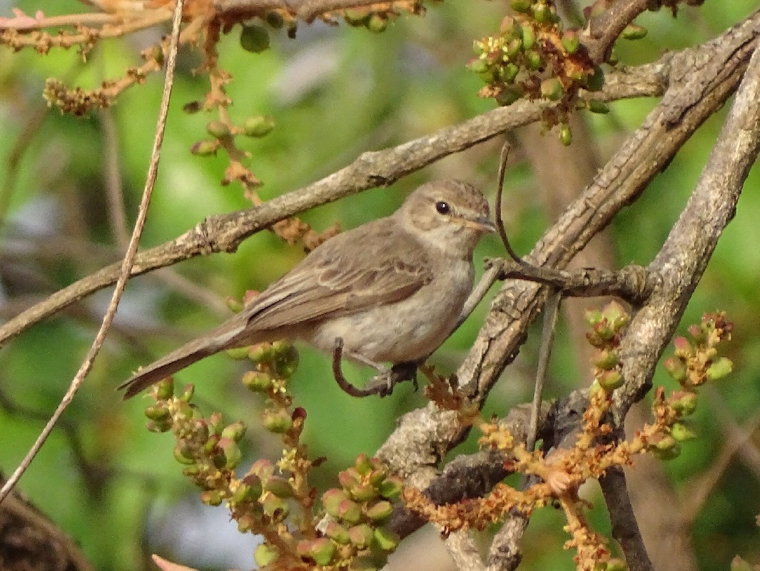 Gambaga Flycatcher