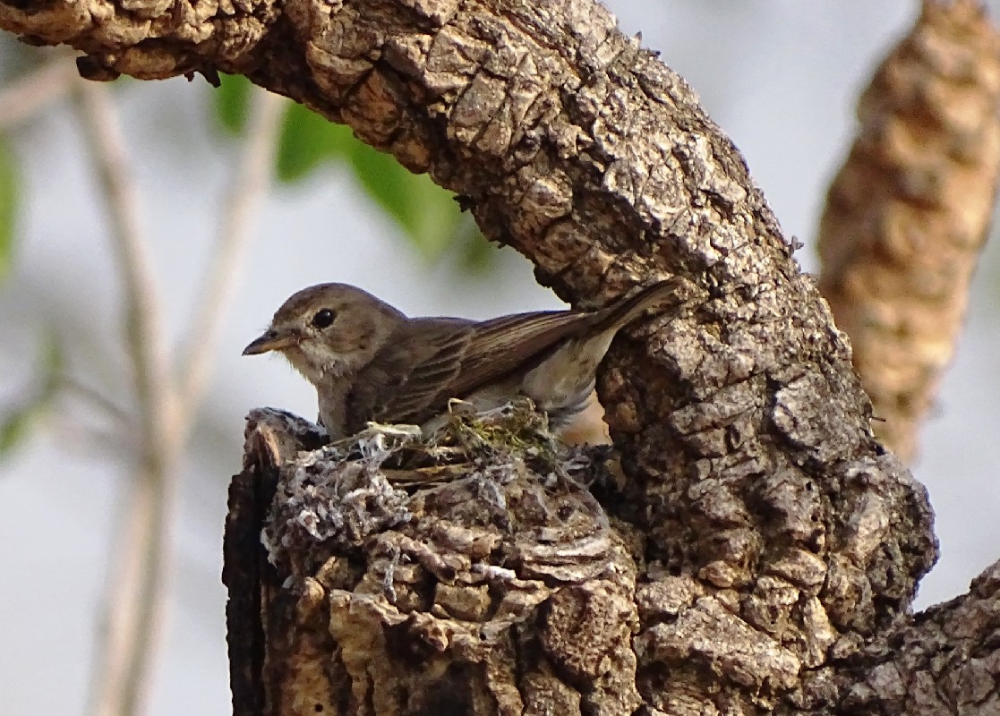 Gambaga Flycatcher on nest
