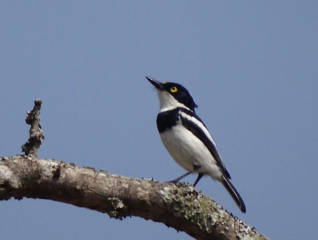 Western Black-headed Batis