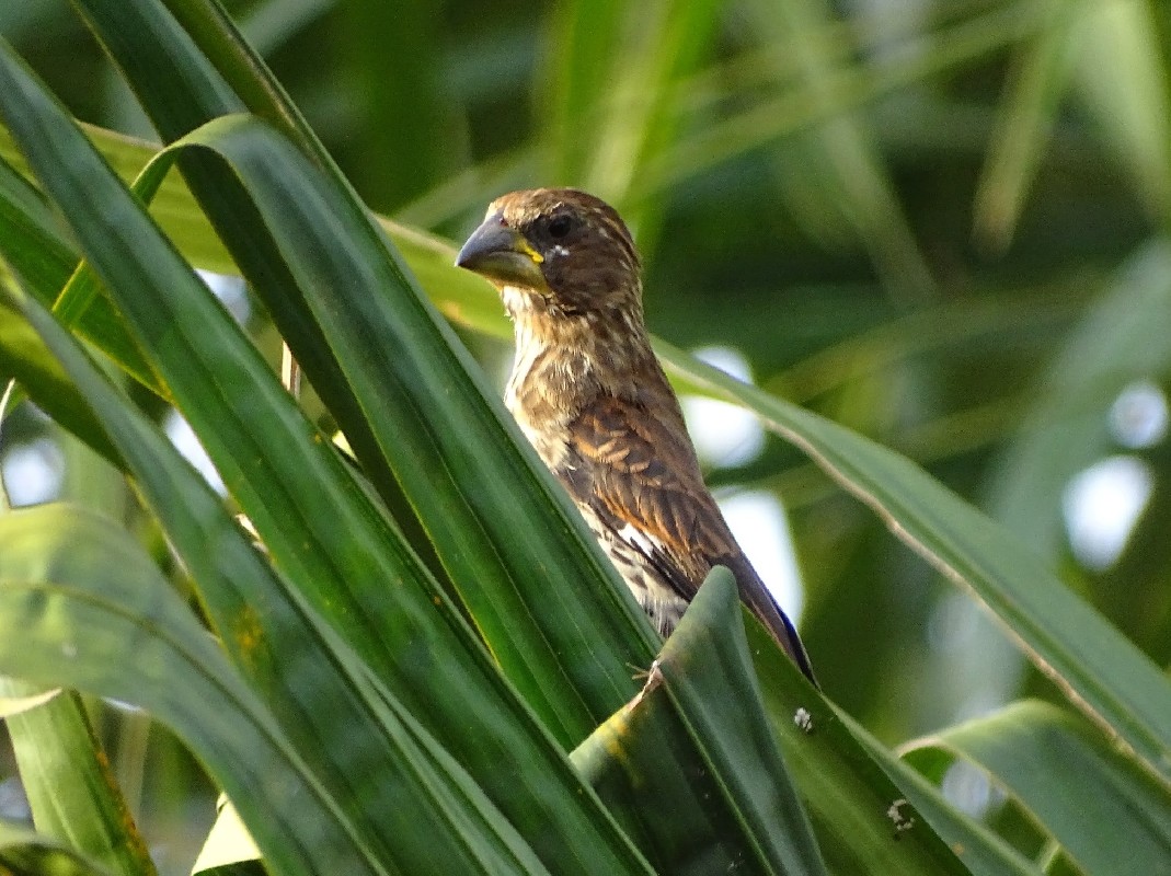 Thick-billed Weaver, juvenile