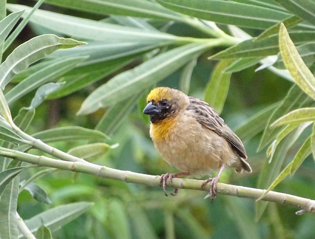 Bob-tailed Weaver male