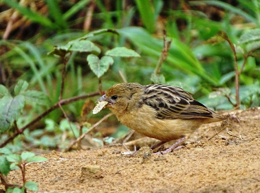 Bob-tailed Weaver female