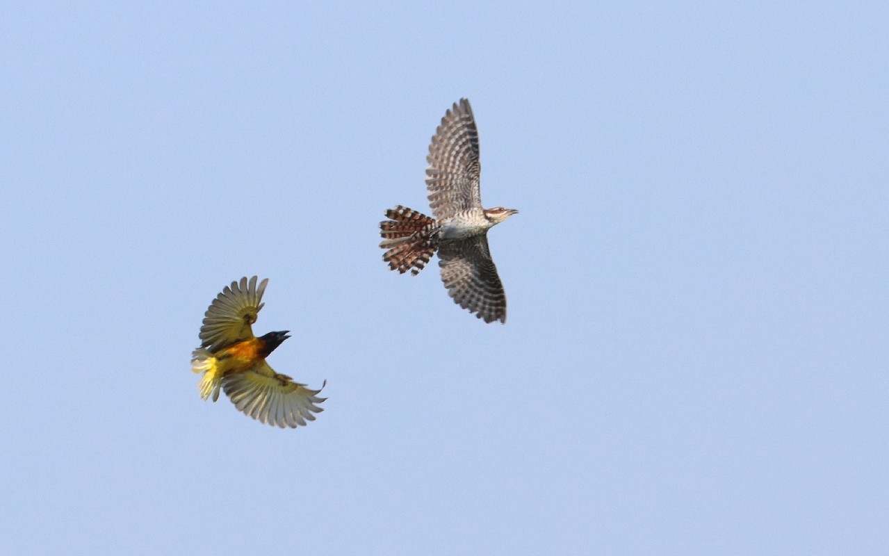 Village Weaver vs Diederik Cuckoo