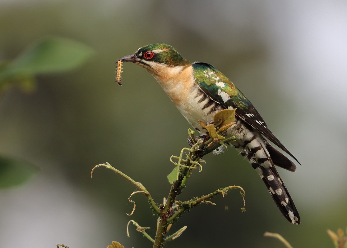 Female Diederic Cuckoo