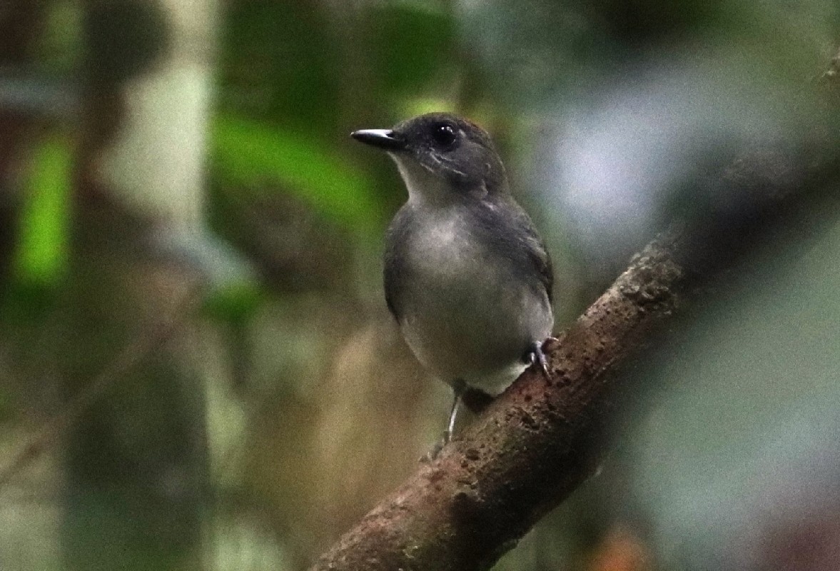 White-tailed Alethe
