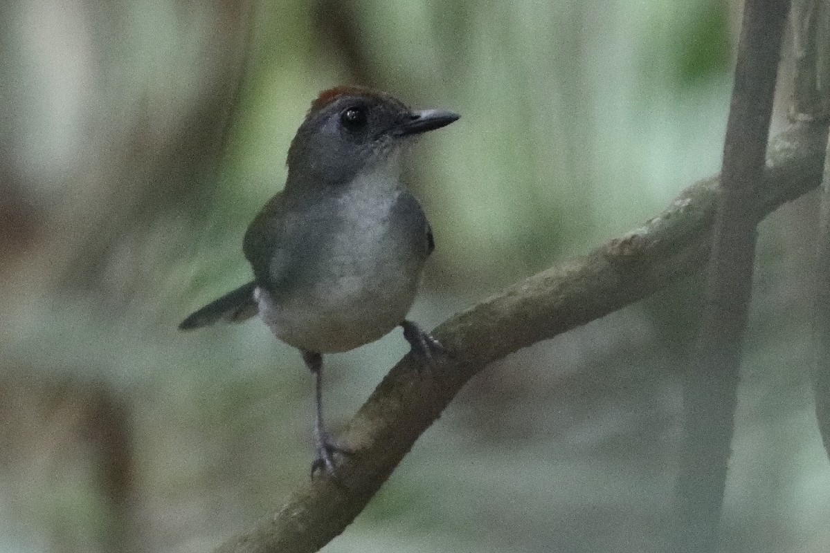White-tailed Alethe