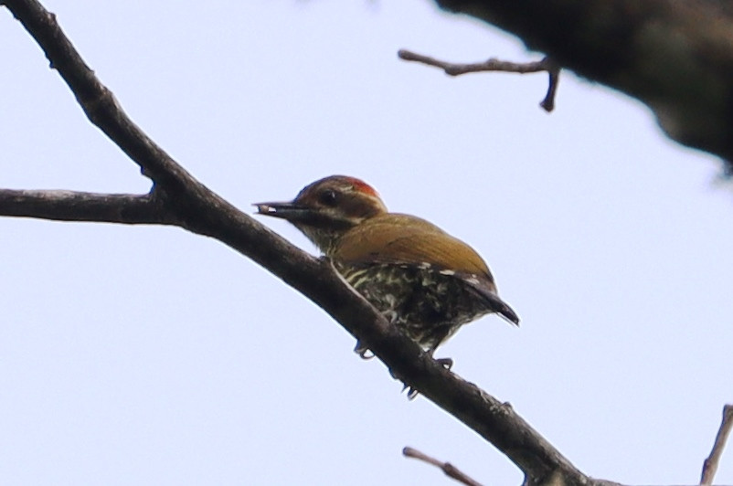 Melancholy Woodpecker