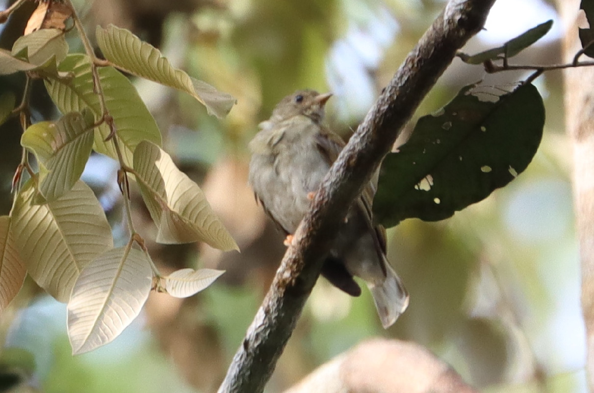 Yellow-footed Honeyguide