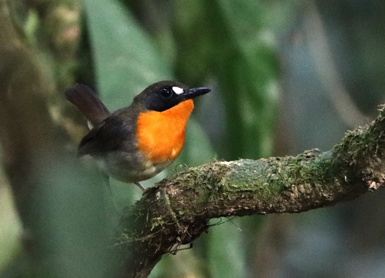 Forest Robin, nominate ssp