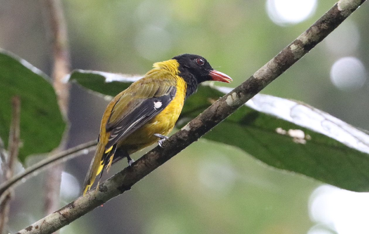 Western Oriole