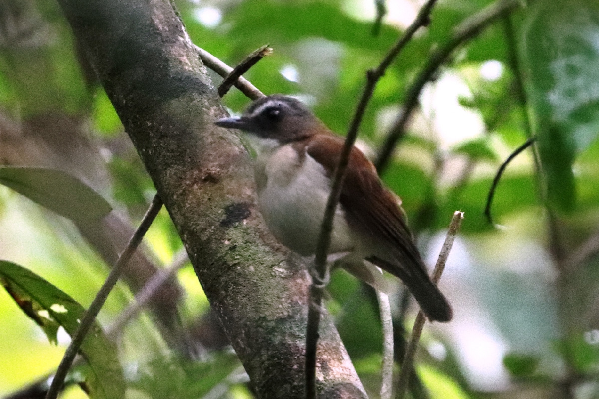 Brown-chested Alethe