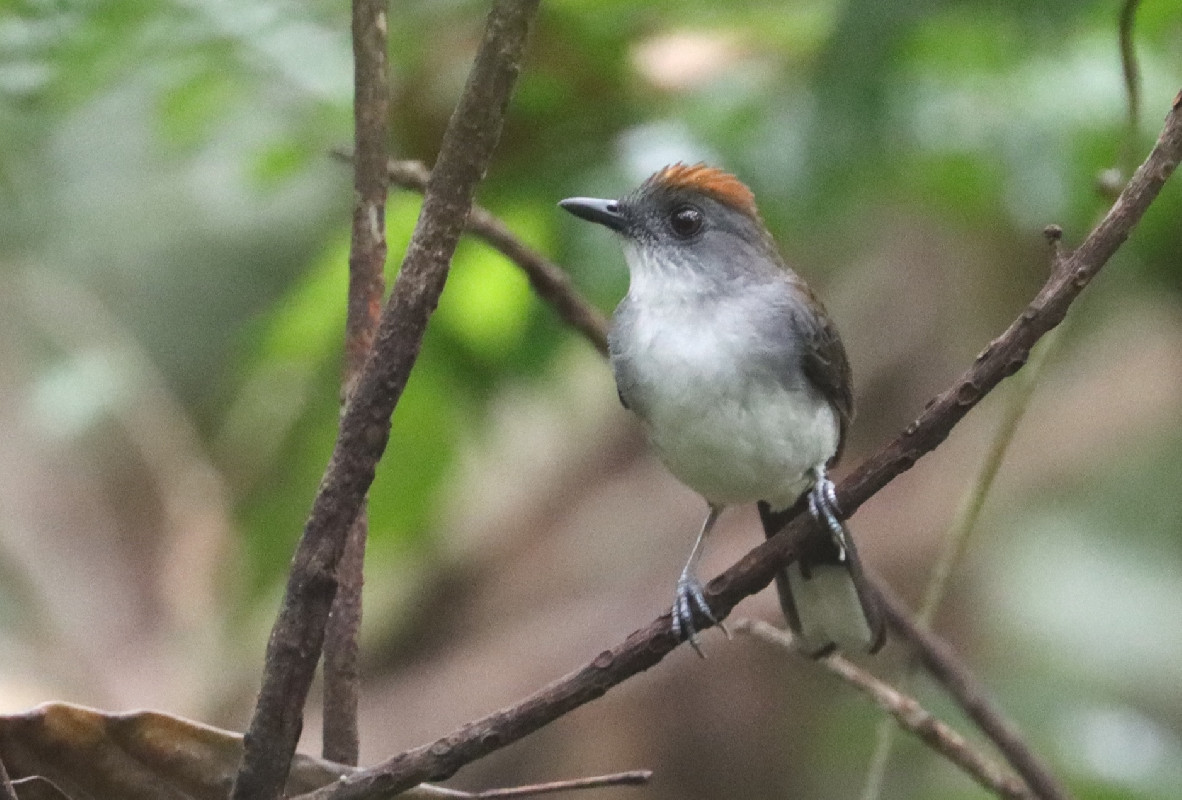 Adult White-tailed Alethe