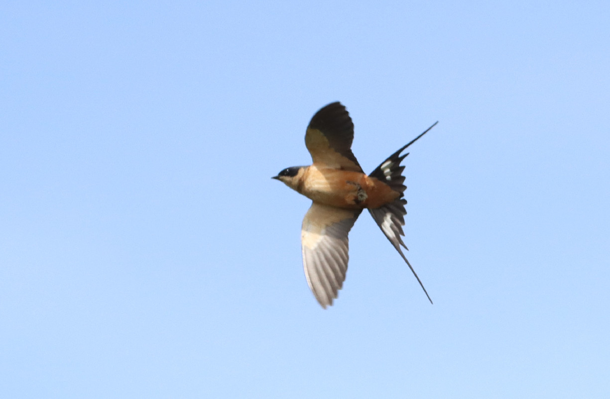 Red-breasted Swallow