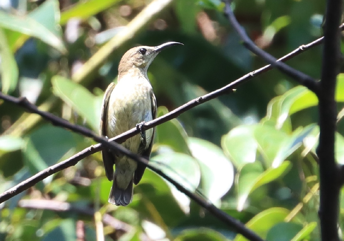 Buff-throated Sunbird female