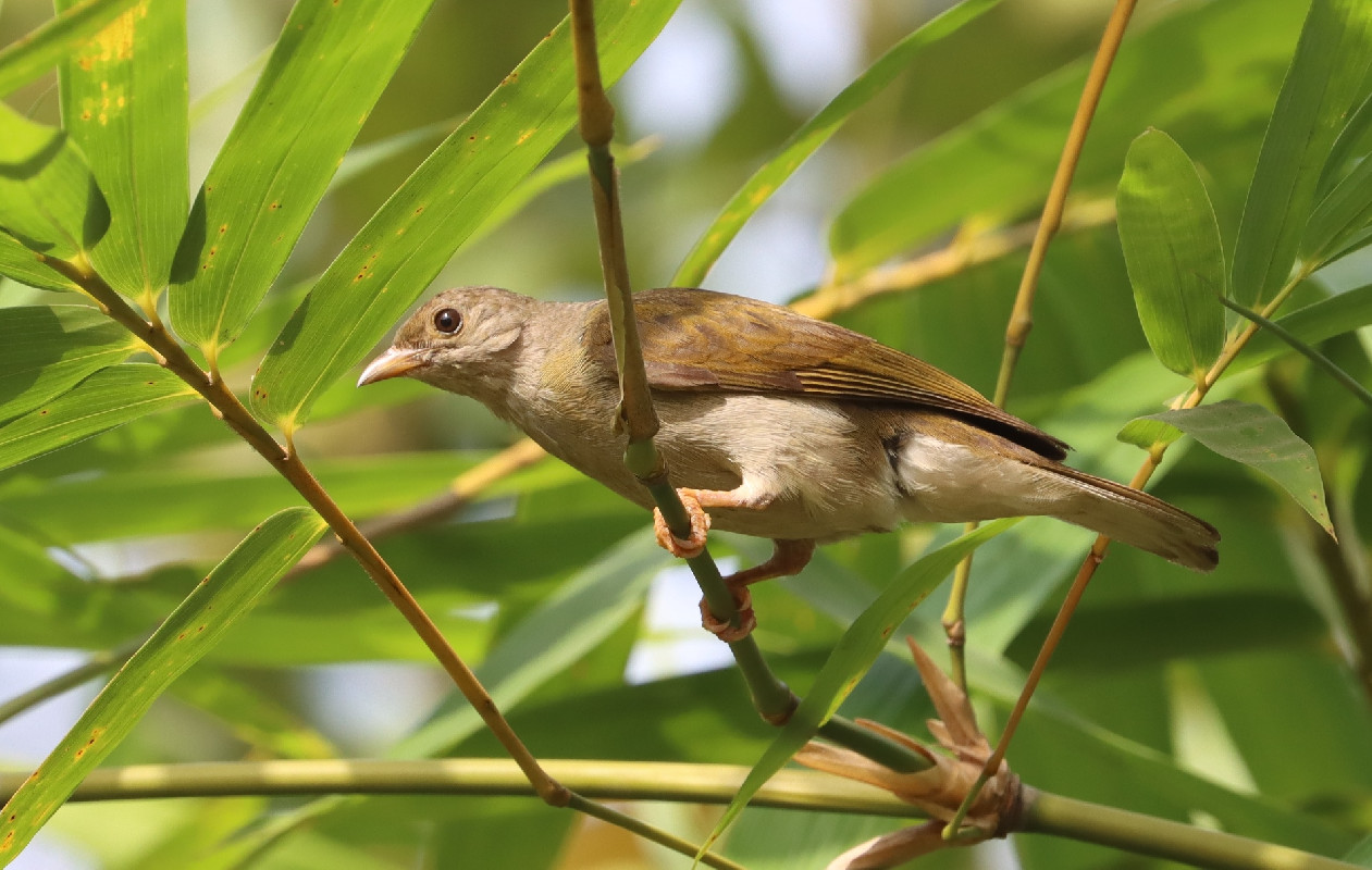Yellow-footed Honeyguide