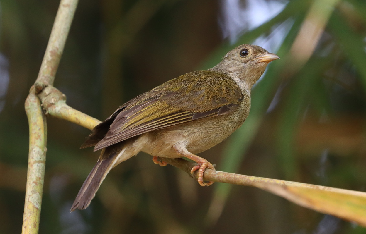 Yellow-footed Honeyguide