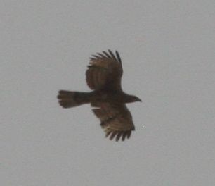 Crested Honey-Buzzard