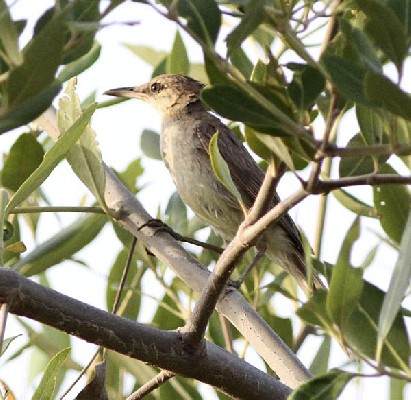 Clamorous Reed Warbler