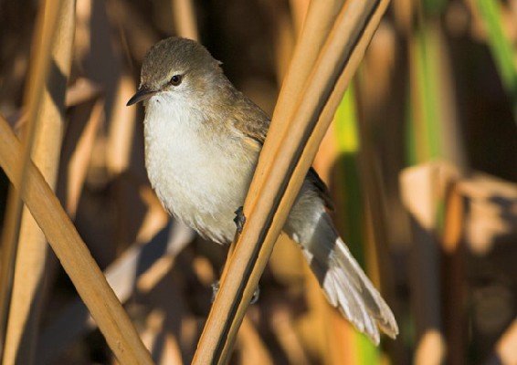 Lesser Swamp Warbler