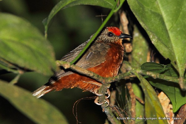 Red-fronted Antpecker male 