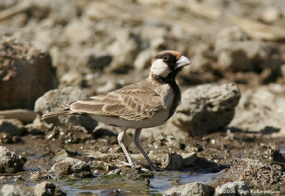 Fischer's Sparrow Lark