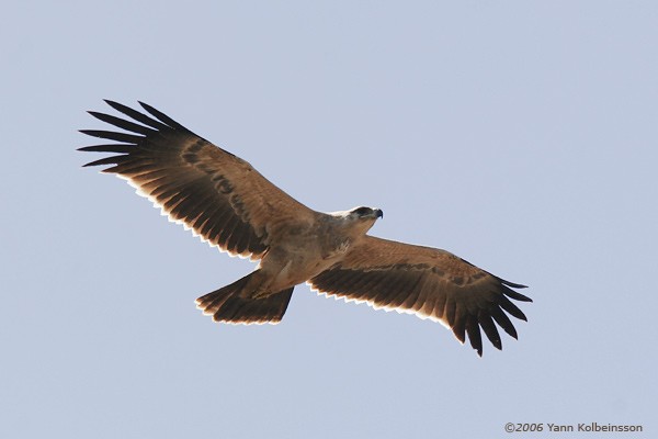 Tawny Eagle