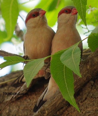 Black-rumped Waxbill