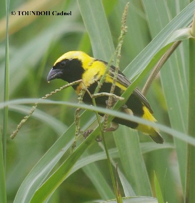 Yellow-crowned Bishop - Euplectes afer
