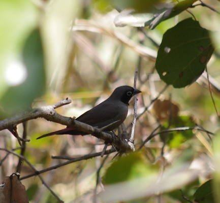 Black-faced Firefinch >> Lagonosticta larvata