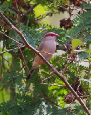 Black-rumped Waxbill >> Estrilda troglodytes