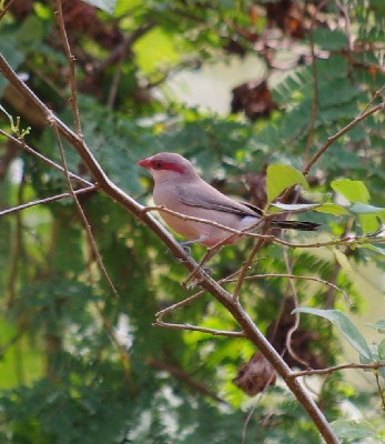 Black-rumped Waxbill >> Estrilda troglodytes