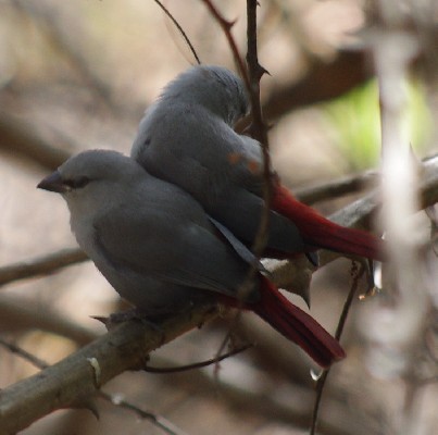 Lavender Waxbill >> Estrilda caerulescens