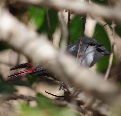Lavender Waxbill, Estrilda caerulescens