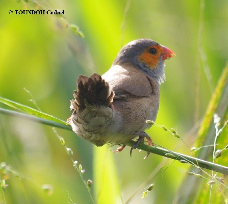 Orange-cheeked Waxbill - Estrilda melpoda