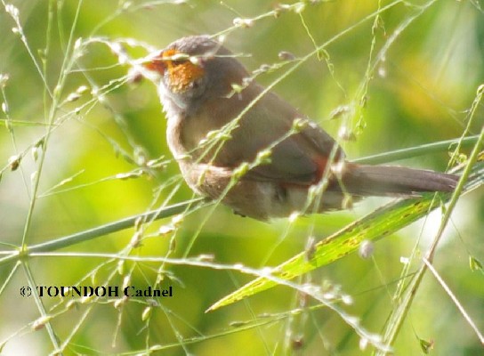 Orange-cheeked Waxbill - Estrilda melpoda