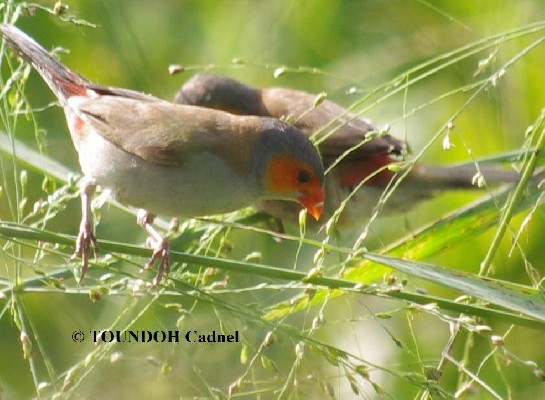 Orange-cheeked Waxbill - Estrilda melpoda