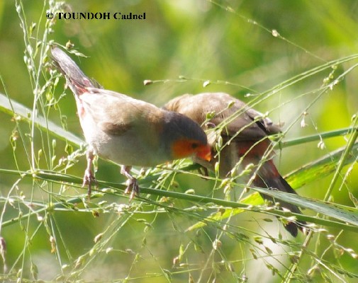 Orange-cheeked Waxbill - Estrilda melpoda